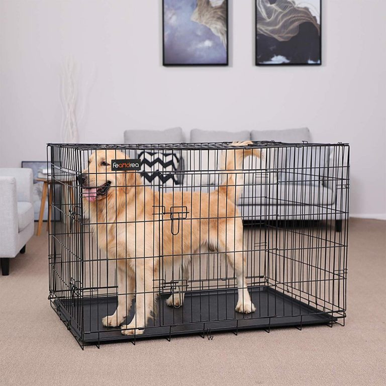 Golden retriever debout dans une cage métallique pour chien, dans un salon