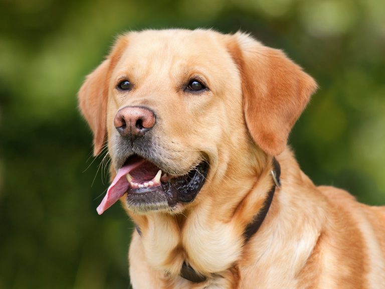 Labrador sable avec collier, langue tirée