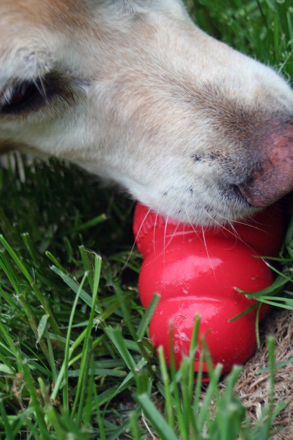 Chien couché dans l'herbe, le museau contre un jouet distributeur de friandises en caoutchouc rouge
