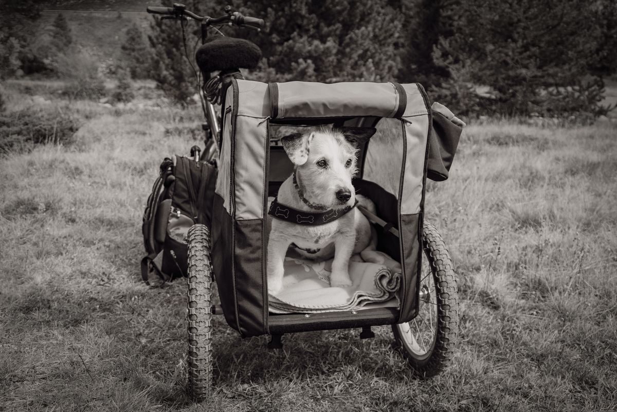 Petit chien assis dans une remorque de vélo pour chien, attelée à un vélo dans un pré